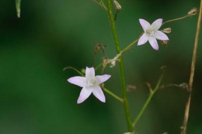 <i>Campanula rapunculus</i>