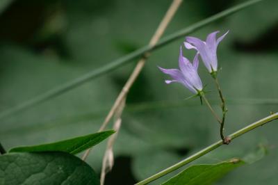 <i>Campanula rapunculus</i>
