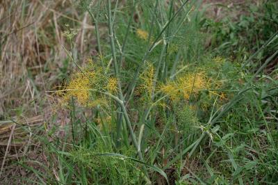 Foeniculum vulgare