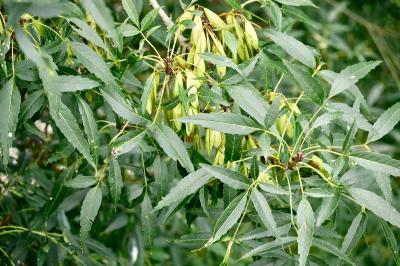 <i>Fraxinus angustifolia</i>