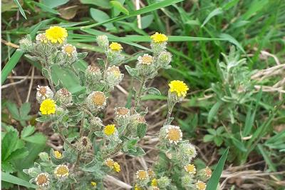 <i>Pulicaria vulgaris</i>