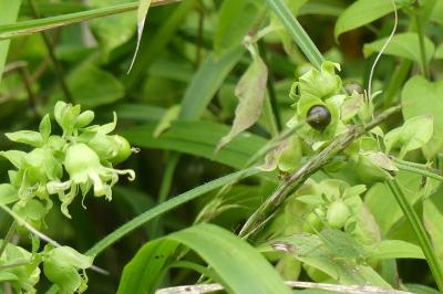 <i>Silene baccifera</i>