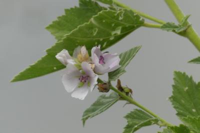 <i>Althaea officinalis</i>