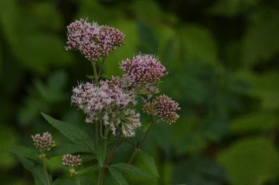 <i>Eupatorium cannabinum</i>