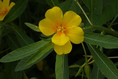 <i>Ludwigia grandiflora</i>