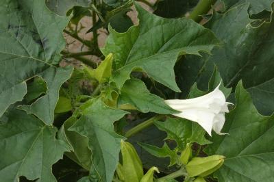 <i>Datura stramonium</i>