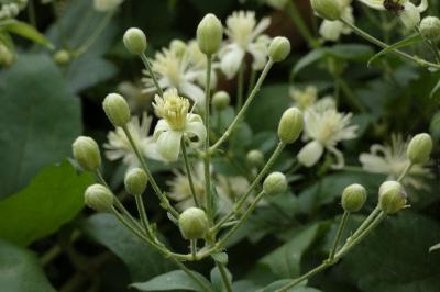<i>Clematis vitalba</i>