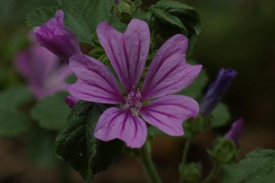 <i>Malva sylvestris</i>