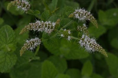 <i>Mentha suaveolens</i>