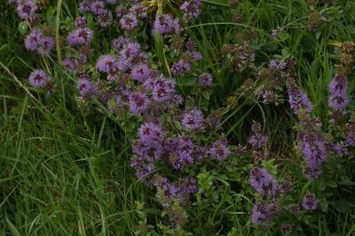 <i>Mentha pulegium</i>