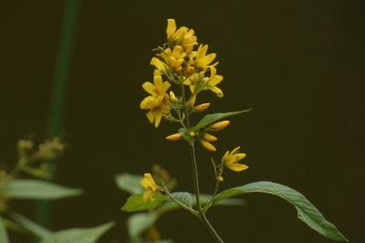 <i>Lysimachia vulgaris</i>