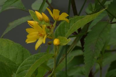 <i>Lysimachia vulgaris</i>