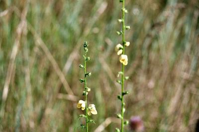 <i>Verbascum virgatum</i>