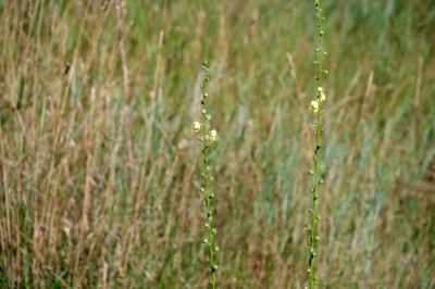 <i>Verbascum virgatum</i>