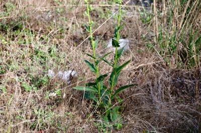 <i>Verbascum virgatum</i>