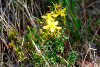 <i>Hypericum perforatum</i>