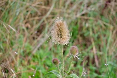 <i>Dipsacus fullonum</i>