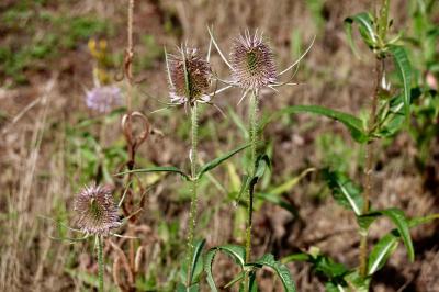 <i>Dipsacus fullonum</i>