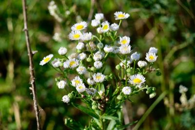 <i>Erigeron annuus</i>