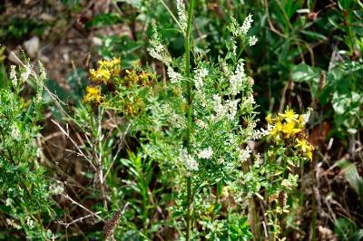 <i>Melilotus albus</i>