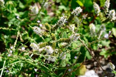 <i>Mentha suaveolens</i>