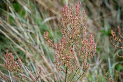 <i>Rumex thyrsiflorus</i>