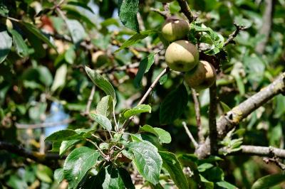 <i>Malus</i>
