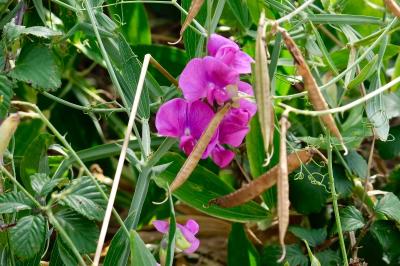 Lathyrus latifolius