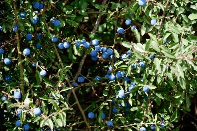 <i>Prunus spinosa</i>