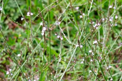 <i>Verbena officinalis</i>