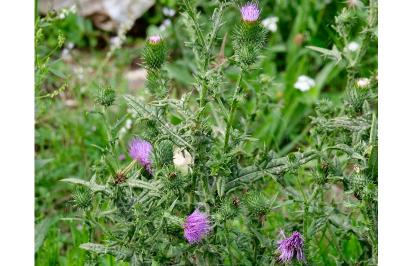 <i>Cirsium vulgare</i>