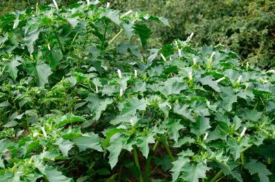 <i>Datura stramonium</i>