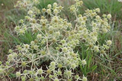 <i>Eryngium campestre</i>