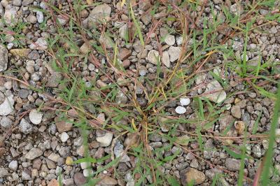 <i>Cynodon dactylon</i>