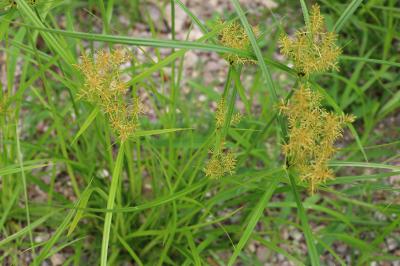<i>Cyperus esculentus</i>