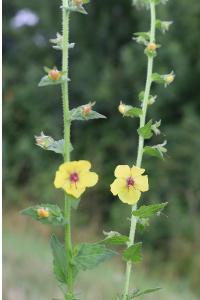 <i>Verbascum blattaria</i>