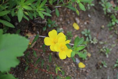 <i>Ludwigia grandiflora</i>