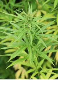 <i>Cannabis sativa</i>