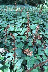 <i>Orobanche hederae</i>