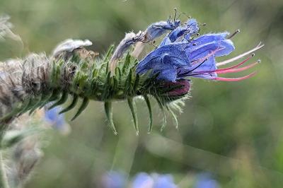 <i>Echium vulgare</i>