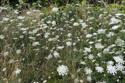 <i>Daucus carota</i>