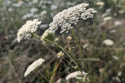 <i>Daucus carota</i>