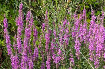 <i>Lythrum salicaria</i>