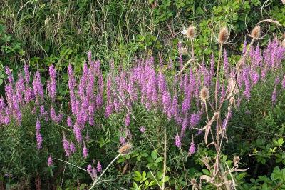 <i>Lythrum salicaria</i>