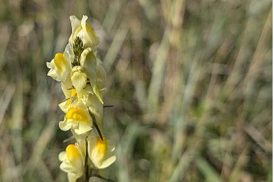 <i>Linaria vulgaris</i>