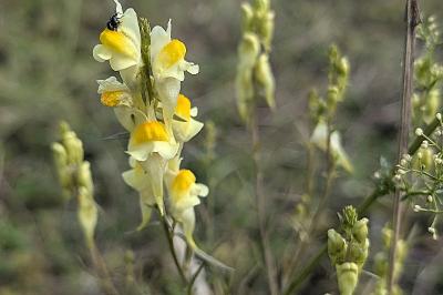 <i>Linaria vulgaris</i>