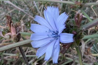 <i>Cichorium intybus</i>