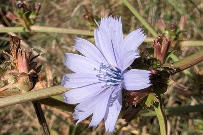<i>Cichorium intybus</i>