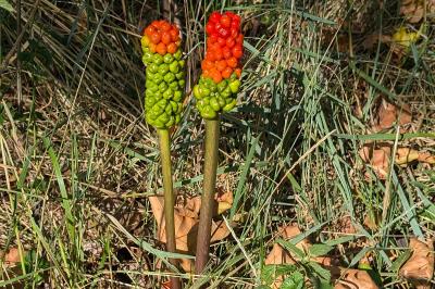 <i>Arum</i>