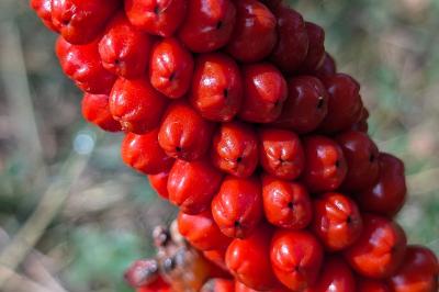 <i>Arum</i>